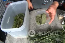 Квашені помідори класичні - Крок 4 Квашені помідори класичні - Крок 4