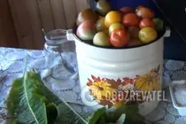 Квашені помідори без часнику - Крок 1 Квашені помідори без часнику - Крок 1