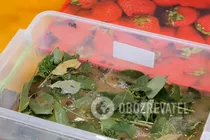 Квашеные помидоры с листьями ореха - Шаг 5 Квашеные помидоры с листьями ореха - Шаг 5