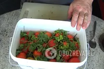 Малосольные помидоры с медом - Шаг 6 Малосольные помидоры с медом - Шаг 6