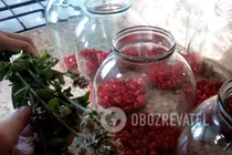 Компот із червоної смородини без стерилізації - Крок 3 Компот із червоної смородини без стерилізації - Крок 3