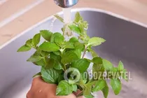 Сливовый компот с мелисой - Шаг 3 Сливовый компот с мелисой - Шаг 3