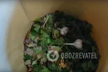 Зелені помідори з коріандром - Крок 2 Зелені помідори з коріандром - Крок 2