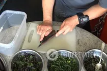 Квашені баклажани з зеленню - Крок 4 Квашені баклажани з зеленню - Крок 4