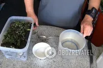Квашені баклажани з зеленню - Крок 6 Квашені баклажани з зеленню - Крок 6