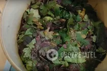 Зелені помідори з коріандром - Крок 6 Зелені помідори з коріандром - Крок 6