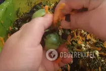 Швидкі зелені помідори з начинкою - Крок 7 Швидкі зелені помідори з начинкою - Крок 7