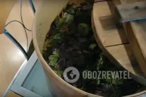 Зелені помідори з коріандром - Крок 7 Зелені помідори з коріандром - Крок 7