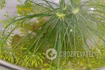 Мариновані огірки з солодким перцем - Крок 2 Мариновані огірки з солодким перцем - Крок 2