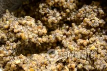 Кутья по старинному рецепту - Шаг 9 Кутья по старинному рецепту - Шаг 9