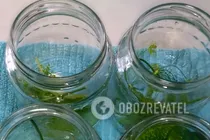 Маринованные огурцы без стерилизации - Шаг 1 Маринованные огурцы без стерилизации - Шаг 1