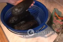 Квашені баклажани з часником - Крок 4 Квашені баклажани з часником - Крок 4