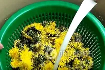 Варенье из одуванчиков - Шаг 2 Варенье из одуванчиков - Шаг 2