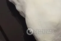 Качка в тісті - Крок 7 Качка в тісті - Крок 7