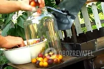 Наливка з аличі без горілки - Крок 1 Наливка з аличі без горілки - Крок 1