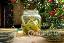 Яблучна настоянка на горілці - Крок 2 Яблучна настоянка на горілці - Крок 2
