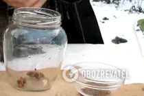 Анісова настоянка на горілці - Крок 1 Анісова настоянка на горілці - Крок 1