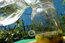 Лимонний лимонад з мелісою - Крок 7 Лимонний лимонад з мелісою - Крок 7