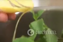 Фруктовый крюшон - Шаг 2 Фруктовый крюшон - Шаг 2