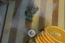 Лимонад із березового соку - Крок 3 Лимонад із березового соку - Крок 3