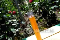 Яблучно-смородиновий сидр - Крок 7 Яблучно-смородиновий сидр - Крок 7