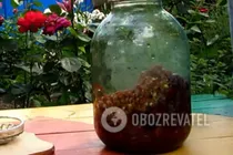 Вишнева наливка з пряностями та кісточками - Крок 2 Вишнева наливка з пряностями та кісточками - Крок 2