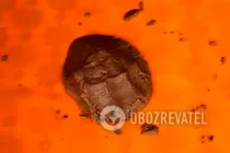Дієтичне "Орео" без цукру - Крок 3 Дієтичне "Орео" без цукру - Крок 3