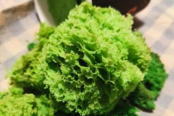 Бісквітний мох