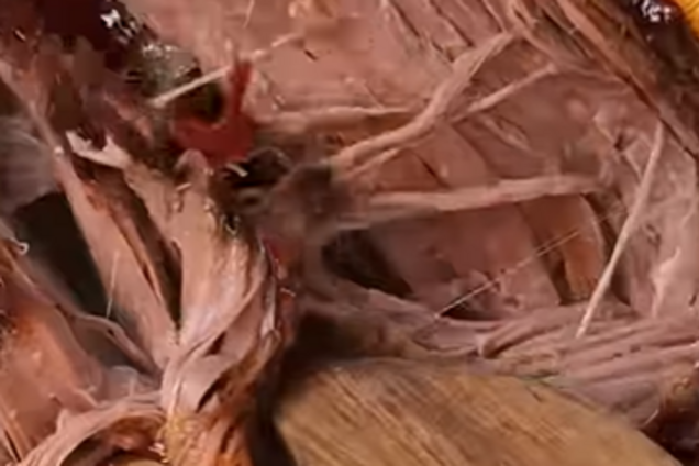 Рваная телятина