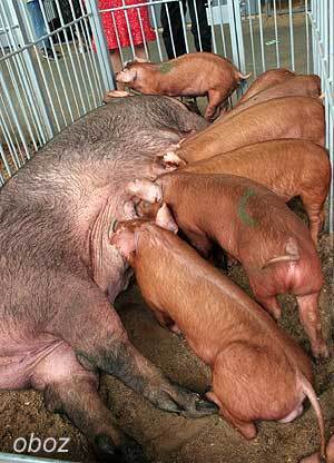 Ни ухом, ни рылом