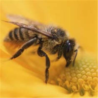 Ющенко розкритикував японських бджіл