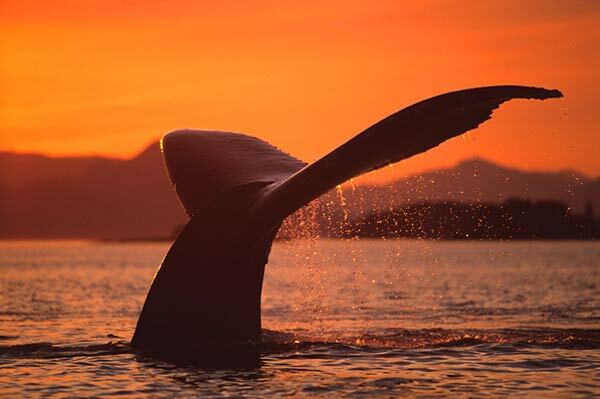 Фотографии китов