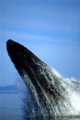 Фотографии китов