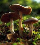 В Украине начался сезон грибных отравлений
