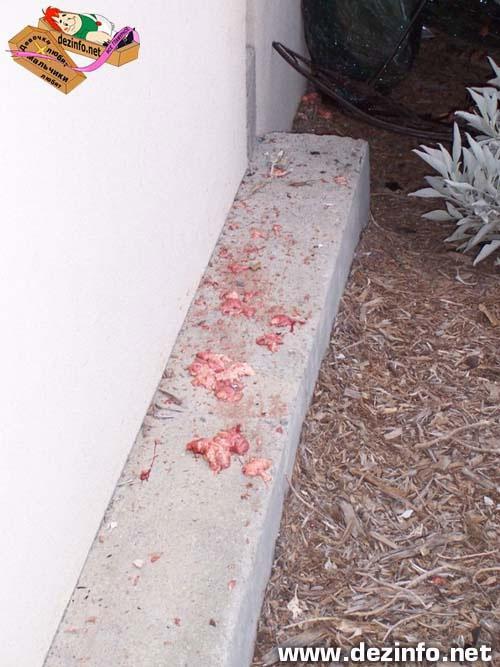 Просто жуть! 18-летняя девушка разбилась на скорости 100 миль/час