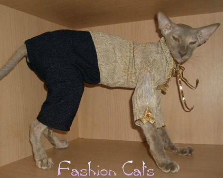 Впечатлительным не смотреть! Голые киски в стильном белье