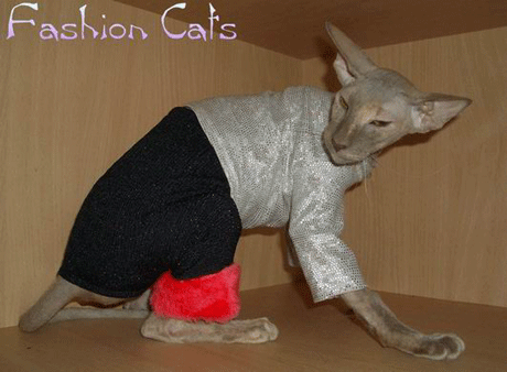 Впечатлительным не смотреть! Голые киски в стильном белье