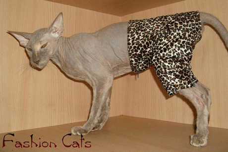 Впечатлительным не смотреть! Голые киски в стильном белье