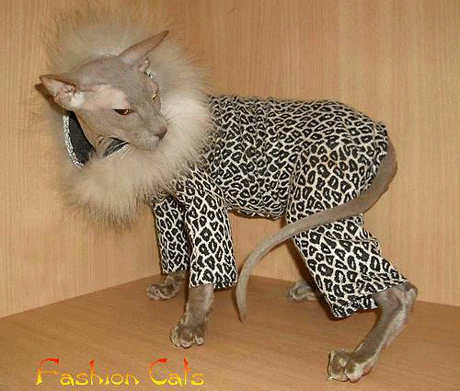 Впечатлительным не смотреть! Голые киски в стильном белье