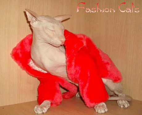 Впечатлительным не смотреть! Голые киски в стильном белье