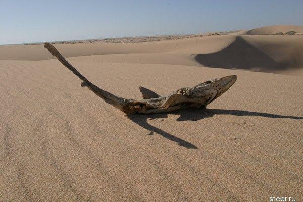 Гонки по самой страшной пустыне Аравии