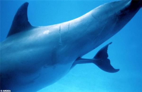 Любознательным: раскрываем тайну дельфинорождения. ФОТО