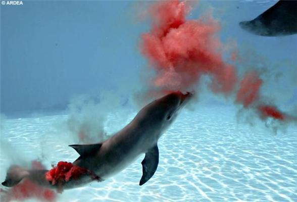 Любознательным: раскрываем тайну дельфинорождения. ФОТО