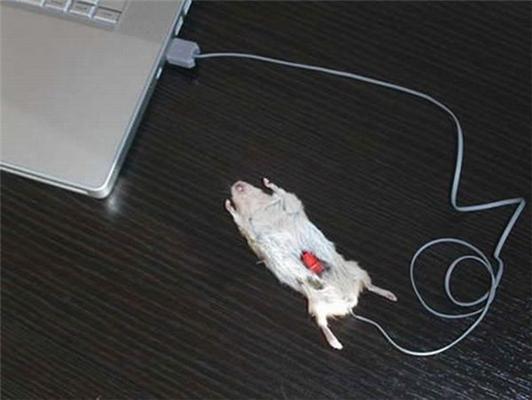 Идиотизм дня - НАСТОЯЩАЯ компьютерная мышка. ФОТО