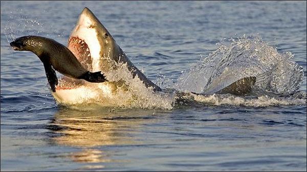 Охота акулы на тюленей. Потрясающие ФОТО
