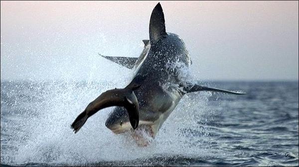 Охота акулы на тюленей. Потрясающие ФОТО