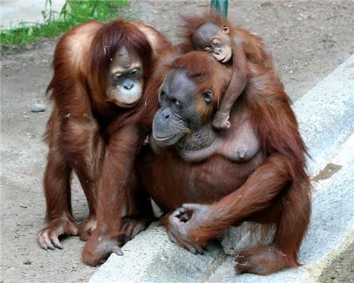 Орангутанчікі. ФОТО найближчих родичів людини