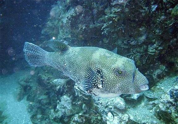 Що приховує поверхню моря? Таємниці глибин. ФОТО