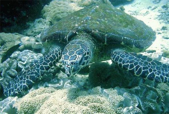 Что скрывает поверхность моря? Тайны глубин. ФОТО