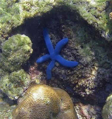 Что скрывает поверхность моря? Тайны глубин. ФОТО